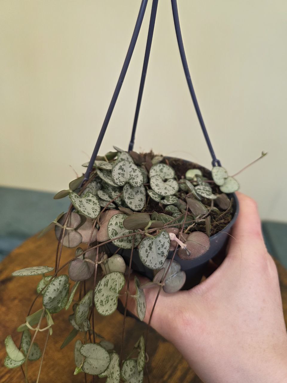 Ceropegia zelená závěs 
